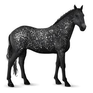 jazdecký kôň appaloosa svetlý hnedák snehová vločka