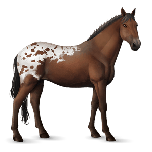 jazdecký kôň americký paint horse gaštanový overo
