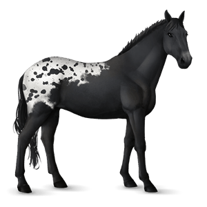 jazdecký kôň americký paint horse hnedák tobiano