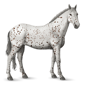 jazdecký kôň francúzsky jazdecký kôň palomino