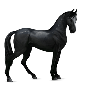 jazdecký kôň čierny