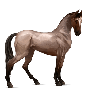 jazdecký kôň hnedák
