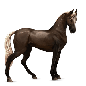 jazdecký kôň appaloosa čierny blanket