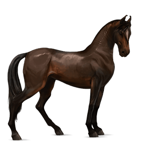jazdecký kôň quarter horse hnedák