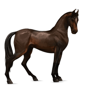 jazdecký kôň marwarský kôň tmavý hnedák