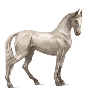 jazdecký kôň shagya arabian svetlošedý