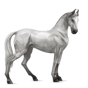 jazdecký kôň hannoverský kôň svetlý hnedák