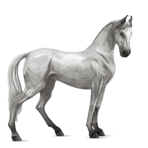 jazdecký kôň americký paint horse čerešňový tobiano
