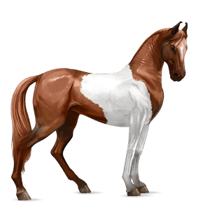 jazdecký kôň andalúzsky kôň škvrnitý šedý