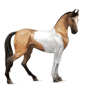 jazdecký kôň anglický plnokrvník cremello