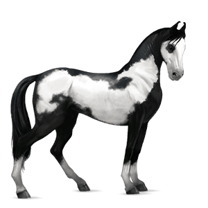 jazdecký kôň tmavý ryšiak