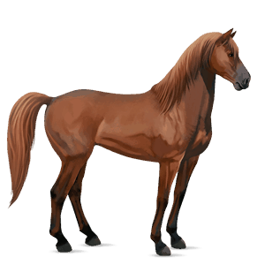jazdecký kôň argentínsky criollo palomino