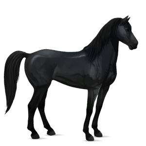 jazdecký kôň holštajnský kôň čierny