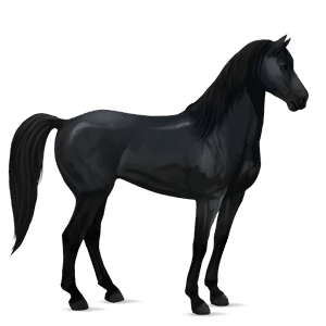 jazdecký kôň americký paint horse čierny tobiano