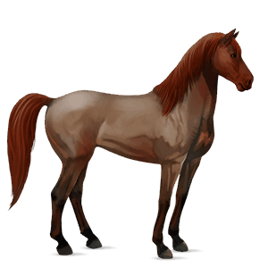jazdecký kôň tmavý hnedák