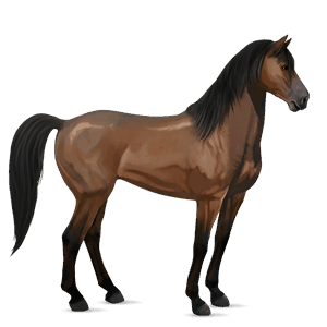jazdecký kôň camargue škvrnitý šedý