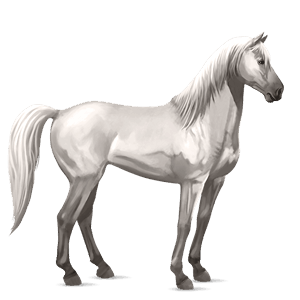 jazdecký kôň camargue škvrnitý šedý