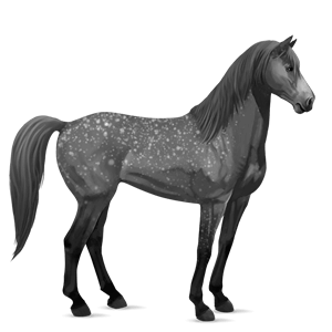 jazdecký kôň anglický plnokrvník škvrnitý šedý
