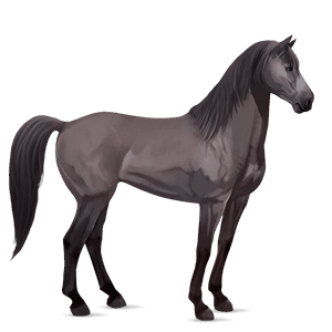 jazdecký kôň quarter horse gaštanový