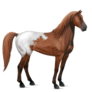 jazdecký kôň appaloosa gaštanový blanket