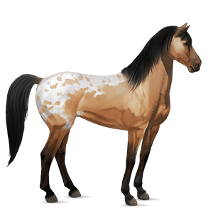 jazdecký kôň americký paint horse hnedák tobiano