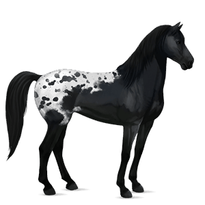 jazdecký kôň shagya arabian svetlošedý