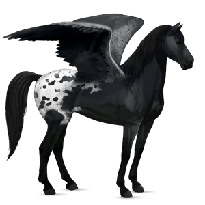 jazdecký pegas appaloosa gaštanový leopard