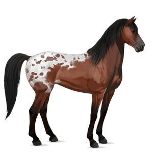 jazdecký kôň abaco barb svetlý hnedák