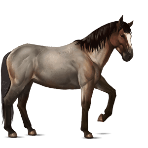 jazdecký kôň hannoverský kôň gaštanový