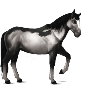 jazdecký kôň lipican svetlošedý