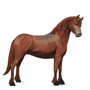 poník newfoundlandský pony gaštanový