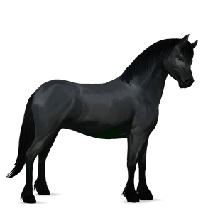 poník newfoundlandský pony Čierny