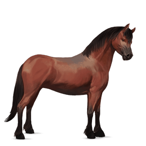 poník waleský pony myšací šedý