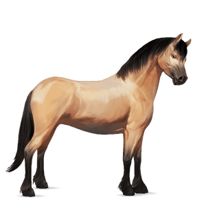 poník connemarský pony plavák