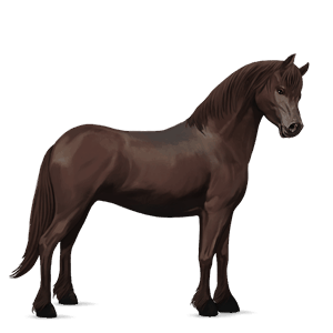 poník newfoundlandský pony hnedák