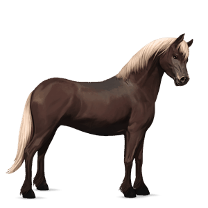 poník shetlandský pony tmavý ryšiak