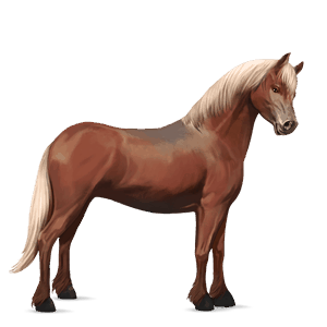 poník new forest pony hnedý ryšiak