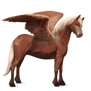 pegasový poník connemarský pony tmavý ryšiak