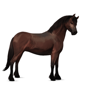 poník connemarský pony tmavý hnedák