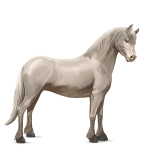 poník shetlandský pony svetlošedý