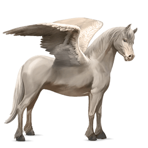 pegasový poník fjord brunblakk