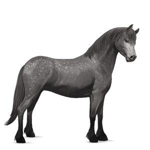 poník shetlandský pony škvrnitý šedý