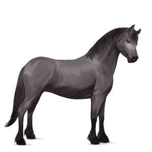 poník waleský pony myšací šedý