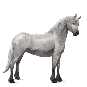 poník belgický jazdecký pony svetlý hnedák