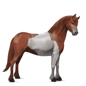poník shetlandský pony gaštanový tobiano