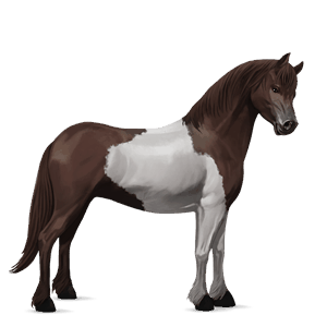 poník shetlandský pony hnedý ryšiak