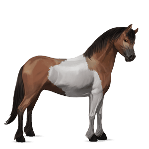 poník waleský pony tmavý hnedák