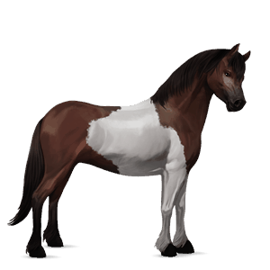 poník shetlandský pony tmavý hnedák tobiano