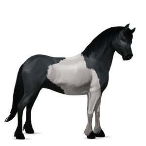 poník waleský pony hnedý ryšiak