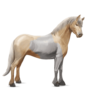 poník shetlandský pony gaštanový